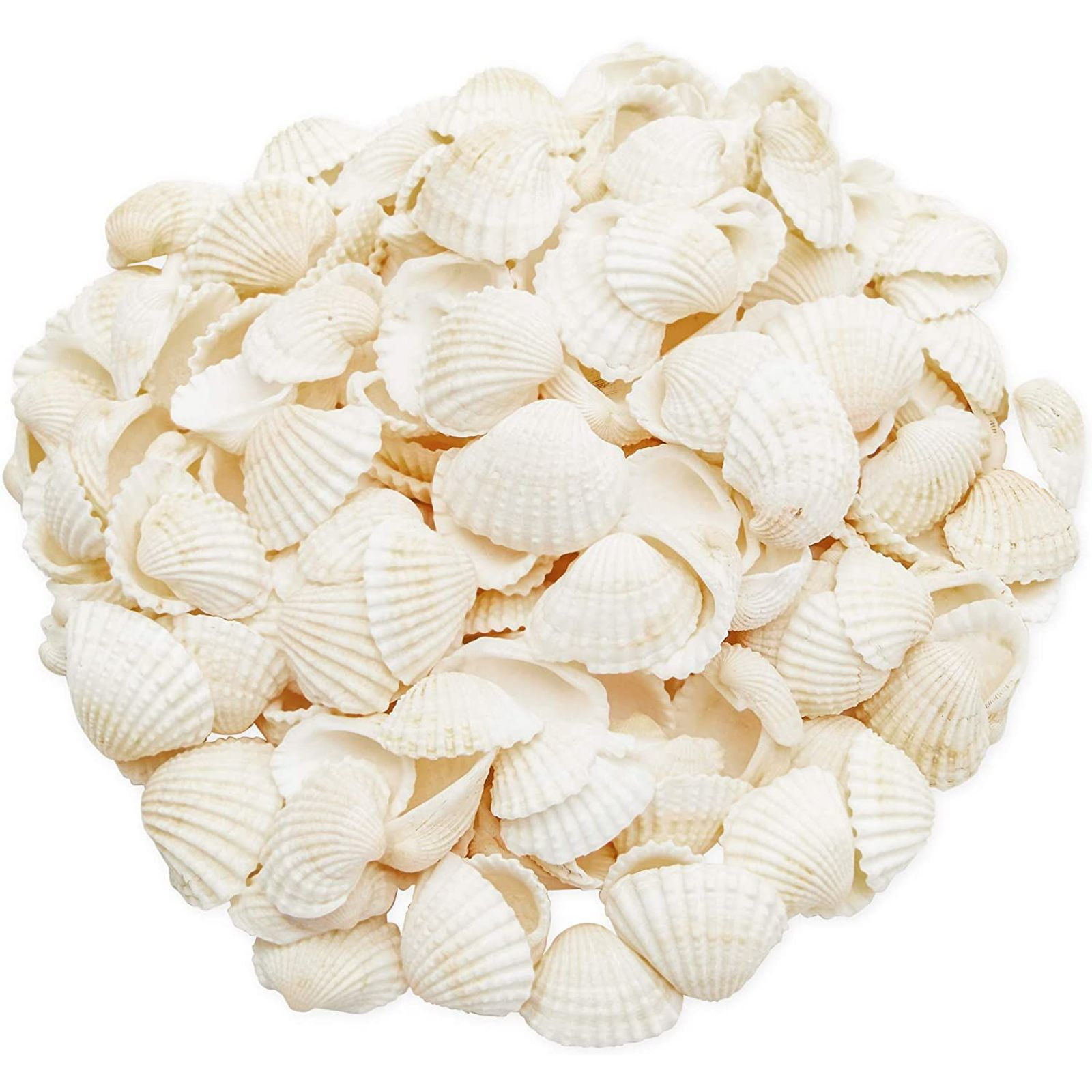 200 Counts Clam Seashells, Beach Ocean Marine Sea Shells for DIY Crafts Home Wedding Birthday Baby and Bridal Shower Décor, White