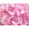 thumbnail image 3 of Frank, Assaf 24x19 Black Modern Framed Museum Art Print Titled - Hydrangea flower bouquet, 3 of 5