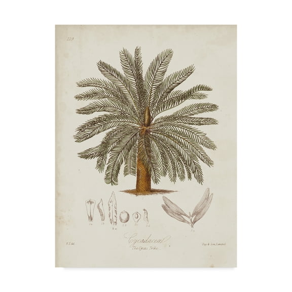 Trademark Fine Art 'Antique Tropical Palm I' Canvas Art by Elizabeth Twining
