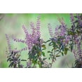 thumbnail image 5 of 250 Green Tulsi HOLY BASIL Ocimum Sanctum Tenuiflorum Herb Flower Seeds, 5 of 8