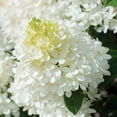 thumbnail image 3 of National Plant Network 1 gal Live Shrub Hydrangea Sweet Starlight Condition with Full Sunlight, 3 of 6