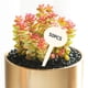thumbnail image 5 of Paquete de 50 Etiquetas Zulema para Plantas Hierbas Suculentas en Forma de T, 5 of 8