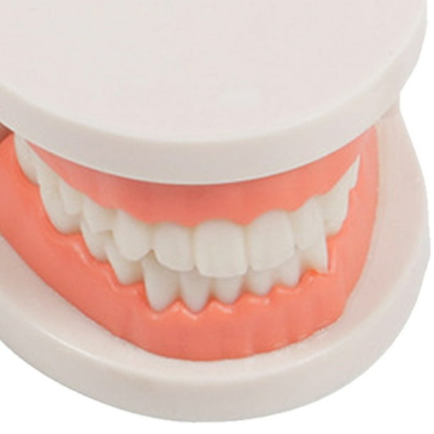 Juguete educativo Montessori para práctica de ayudas didácticas para cepillado de dientes (modelo de diente)