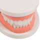 thumbnail image 1 of Juguete educativo Montessori para práctica de ayudas didácticas para cepillado de dientes (modelo de diente), 1 of 9