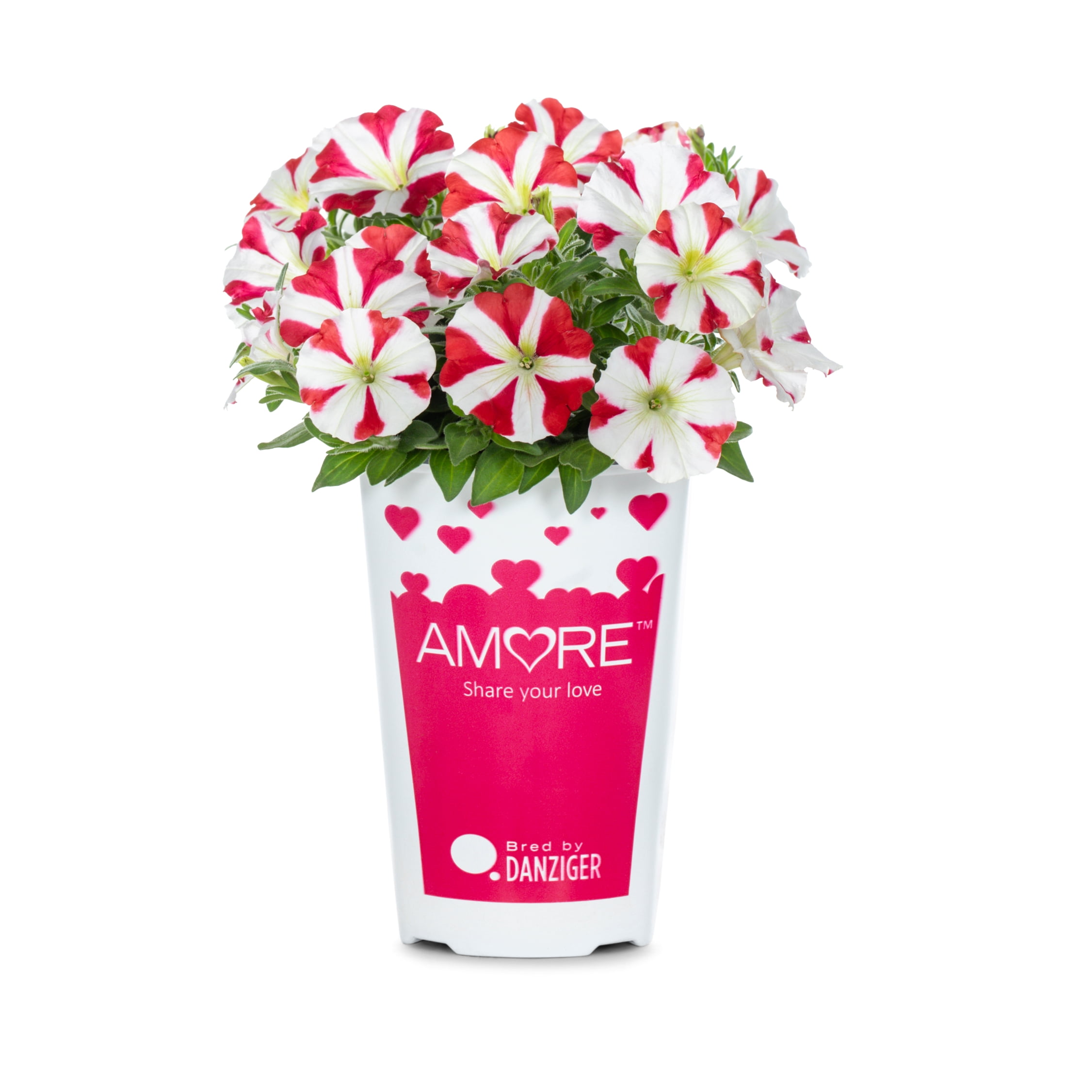 Amore 2QT Red Yellow Petunia Live Annual Plant Sun 3-Pack