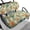 Datura Floral, variant on Pzuqiu Golf Cart Seat Covers Easy to Install, Compatible with Outdoor Golf Cart Seats, Golf Car Seat Cover Set Fit for Ezgo Golf Carts, Tropical Leaves