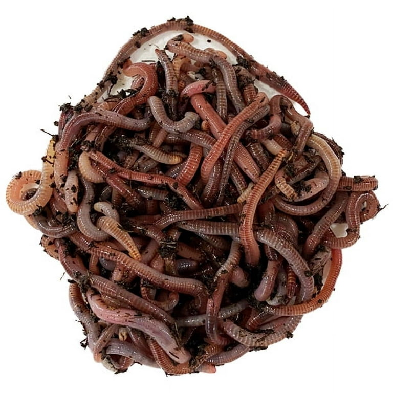 Speedy Worm - 250 Count - Live European Nightcrawlers They Are a 2 - 3  Bait Size Red Worm / Composting Worm & Panfish Worm / Live fishing Bait / Live  Worm 