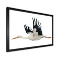 thumbnail image 2 of Designart 'White Stork Ciconia Flying Bird ' Traditional Framed Art Print, 2 of 4