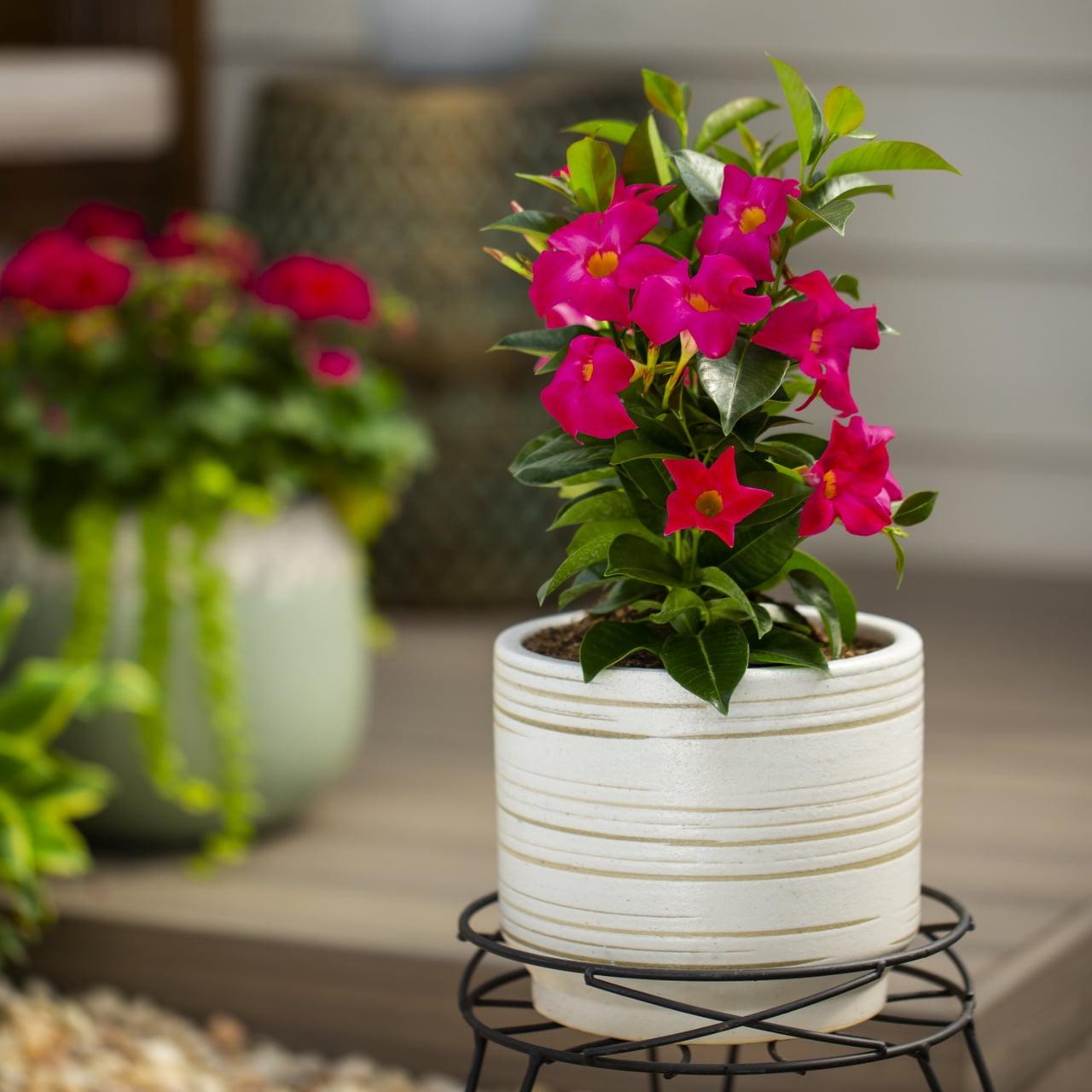 Island Blooms 1.5PT Pink Mandevilla Live Tropical Plant Sun 5-Pack
