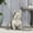 Rustic White, variant on HUMEHA French Bulldog Statue Outdoor Decorations Home Office Patio Decorations. Lightweight Concrete Cast Stone, 17" Height, No Assembly (Rustic Gold)