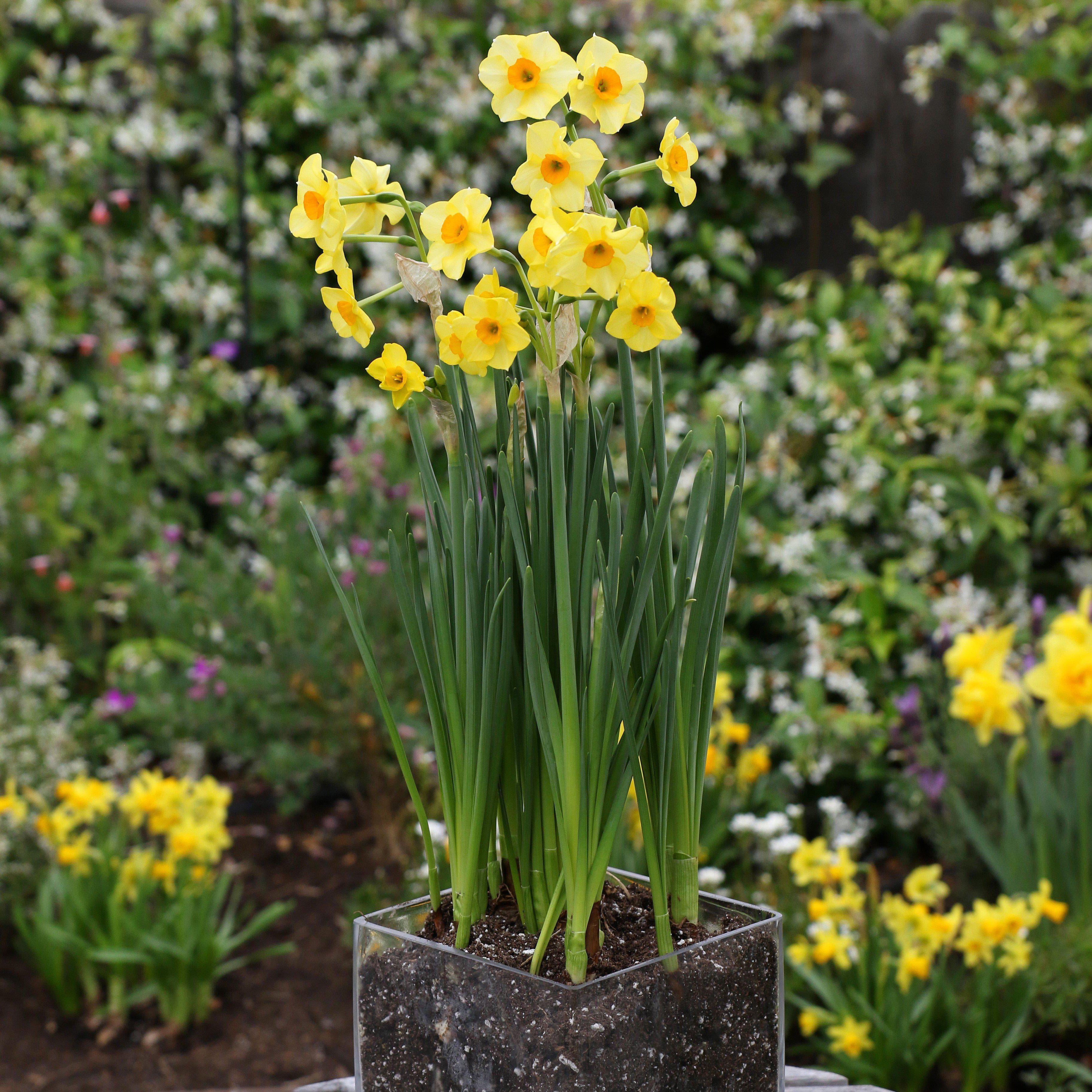 Daffodil Cornish Dawn, Always Wholesale Pricing