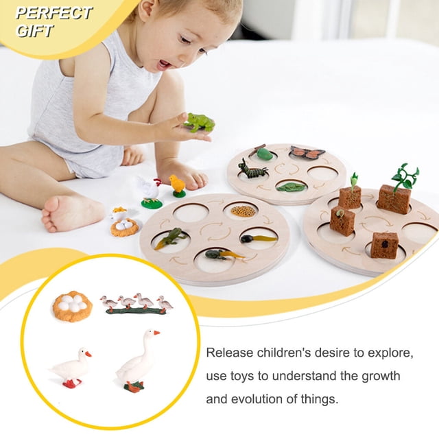 pitrice 1 Set Pelle Ver Modèle Premium Plastique Matière Significative Insecte Figurines Modèles de Croissance Éducatifs Précoces pour le Projet Scolaire Quai type 2