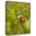 thumbnail image 1 of Karyn Millet 13x18 Gallery Wrapped Canvas Wall Art Titled - Lady Bug I, 1 of 4
