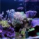 thumbnail image 1 of NUOLUX 1Ud Adorno Para Acuario Resina Artificial Colorida Para Y Salada, 1 of 6