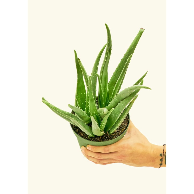Aloe Vera Live Green Plant in 6" Pot - Walmart.com