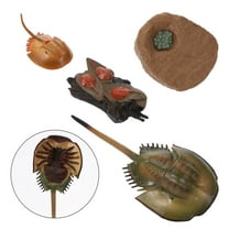 Baluue 1Set Vivid Horseshoe Crab Figurine Model for Scientific Teaching Aid