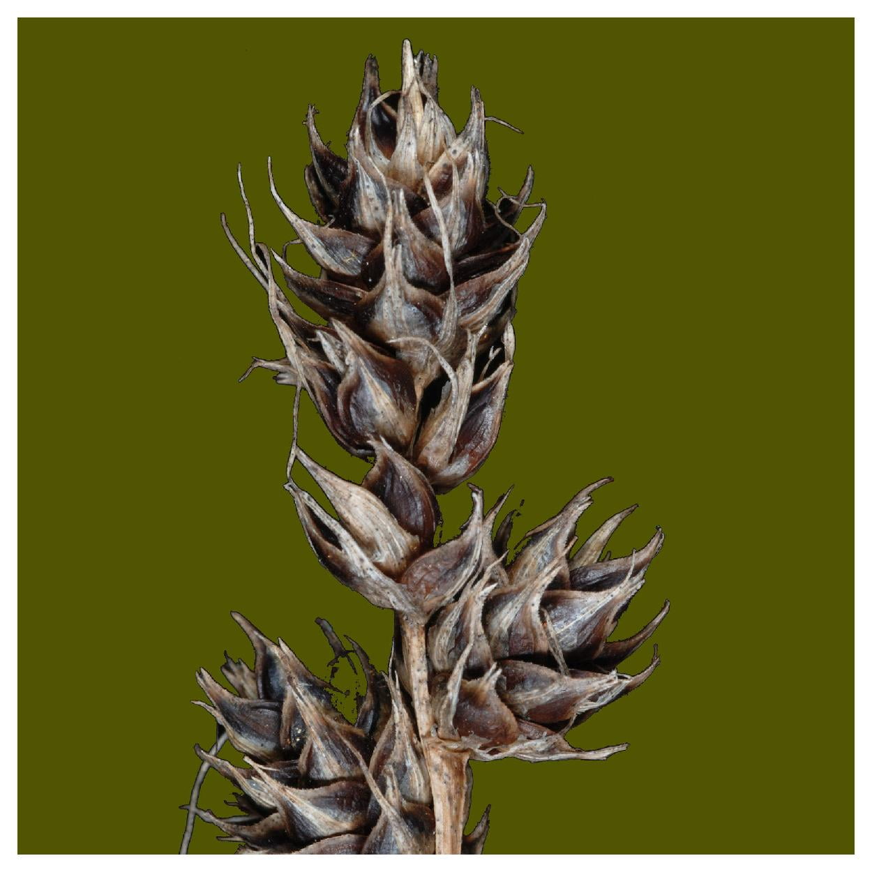 Everwilde Farms - 1 oz Long Awned Bracted Sedge Native Grass Seeds - Gold Vault Bulk Seed Packet