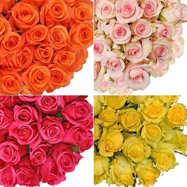 Fresh Cut Assorted Color Roses, 20", Pack of 75 by InBloom Group