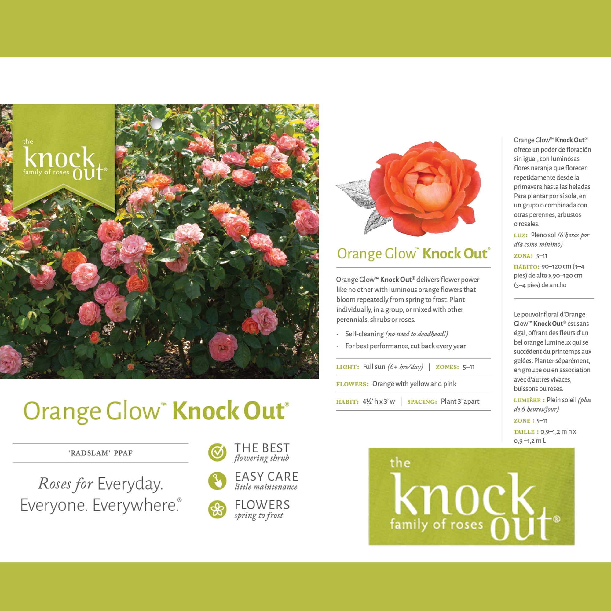 The Knock Out® Family of Roses 'The Orange Glow Knock Out® Rose' Live Shrub in 2-Gallon Grower Pot