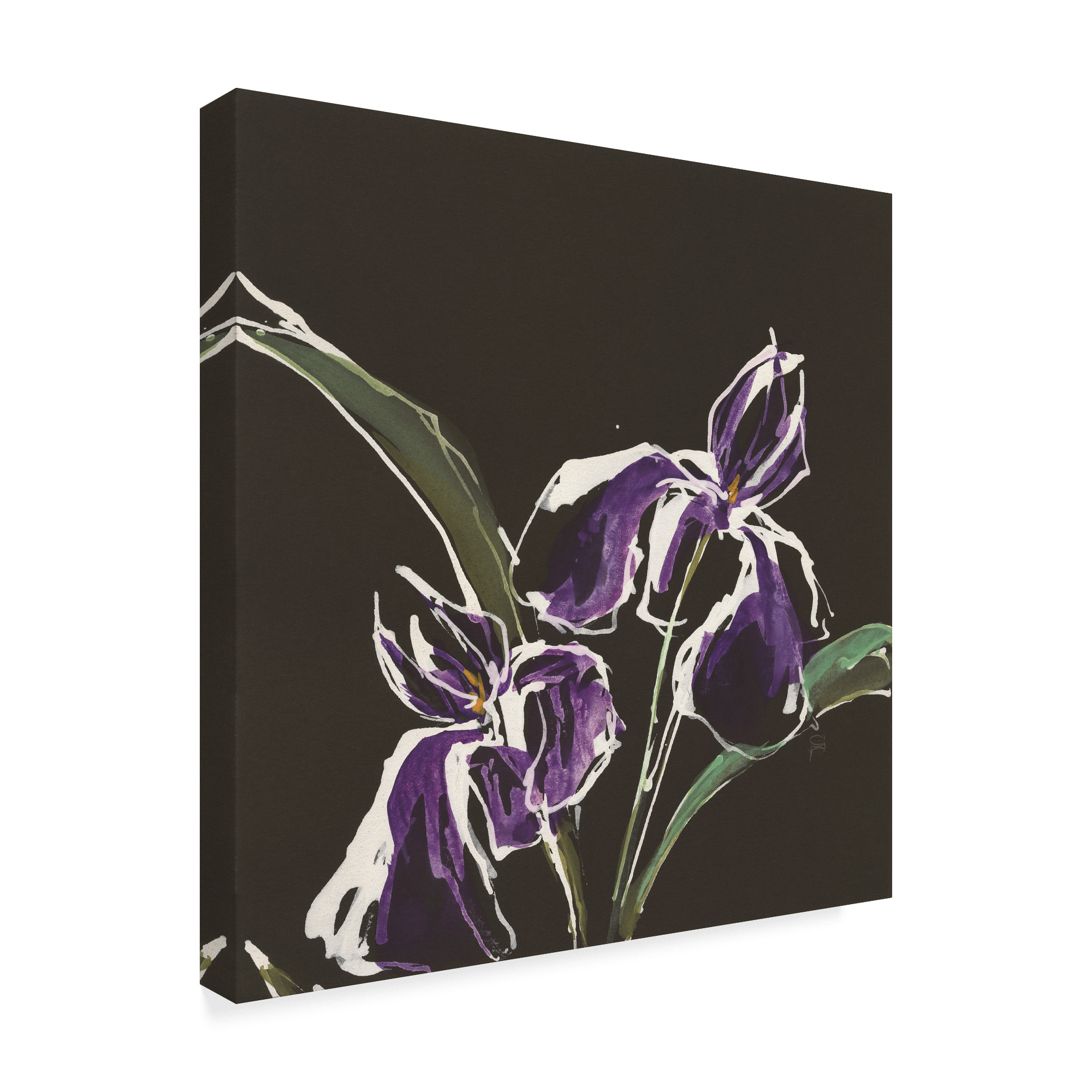 Trademark Fine Art 'Iris on Black I' Canvas Art by Chris Paschke