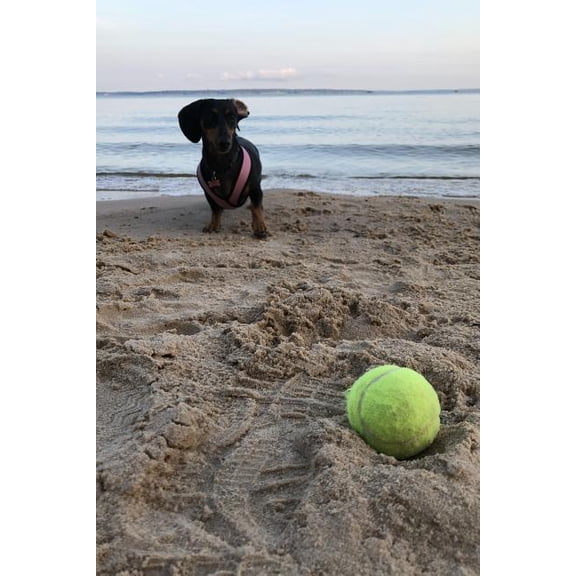 Dog Days Reflections (Paperback)
