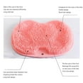 thumbnail image 6 of Shower Foot Scrubber Mat,Foot Massager Mat with Non-Slip Suction Cups - Cleans, Exfoliationl,Foot Circulation & Relieve Tired Feet, 6 of 8