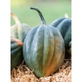 thumbnail image 3 of Burpee Early Acorn Hybrid Winter Squash, Plant Seeds for Home Garden, 3 of 4