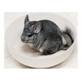 thumbnail image 1 of Arena Limpiadora Baño Chinchillas Laazootea 5 Kilos, 1 of 3