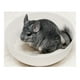 thumbnail image 1 of Arena Limpiadora Baño Chinchillas Laazootea 5 Kilos, 1 of 3
