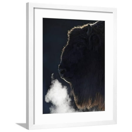 European Bison, Close-up Portrait of Adult Female Showing Backlit Breath (Captive), Scotland Framed Print Wall Art By Mark (Best Way To Mask Alcohol Breath)