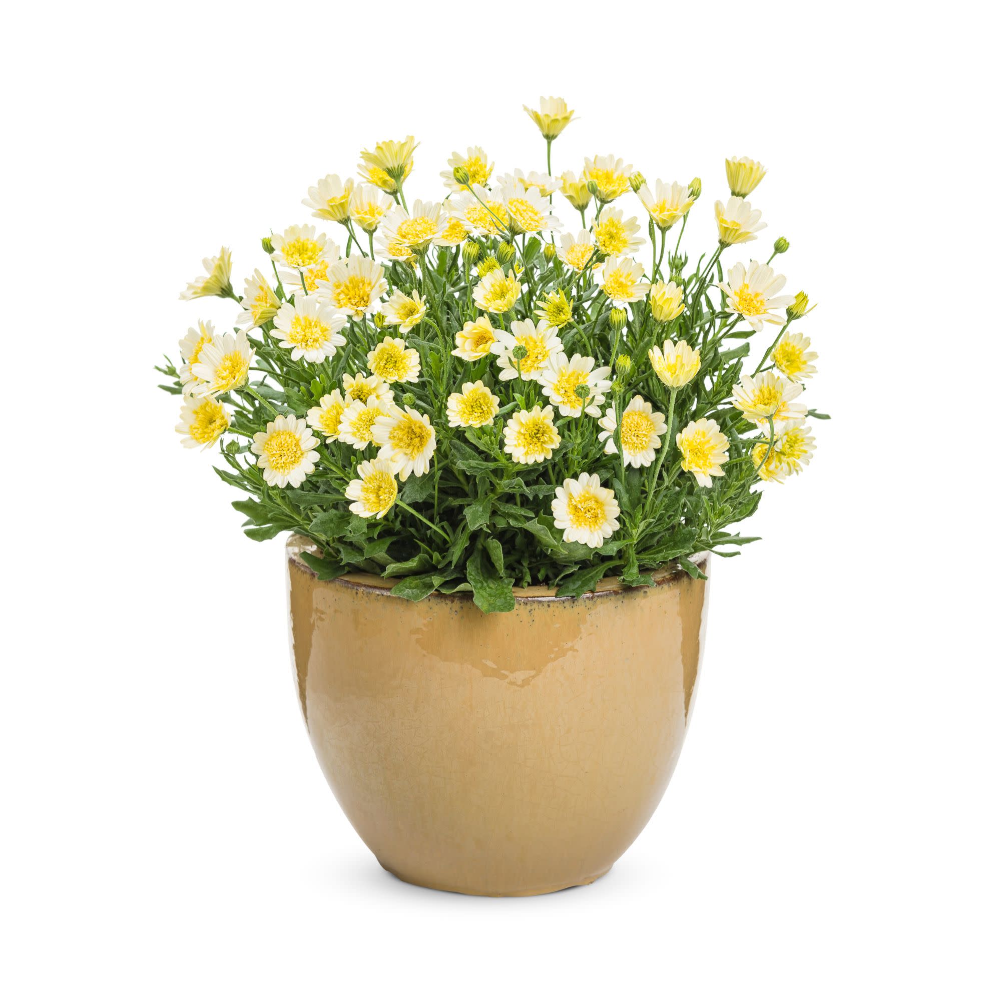Proven Winners 4" Yellow Bright Lights Double Moonglow African Daisy Live Plant in 4.25" Pot (4 Count)