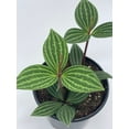thumbnail image 3 of Peperomia Puteolata, 4 inch, Stilt Peperomia, Parallel Peperomia, 3 of 9