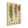 thumbnail image 2 of Trademark Fine Art Floral Canvas Art ' Vintage Conifers Iv ' by Vision Studio, 2 of 4