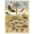 thumbnail image 2 of Maria Sibylla Merian 11x14 Gold Ornate Wood Frame and Double Matted Museum Art Print Titled - Stag Beetle, Amphibians, and Palm Trees (1705), 2 of 4