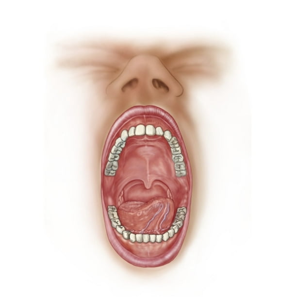 Anatomy Of Human Mouth Cavity Poster Print