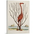 thumbnail image 1 of ARTCANVAS The Flamingo Canvas Art Print by Mark Catesby - Size: 26" x 18" (1.50" Deep), 1 of 9