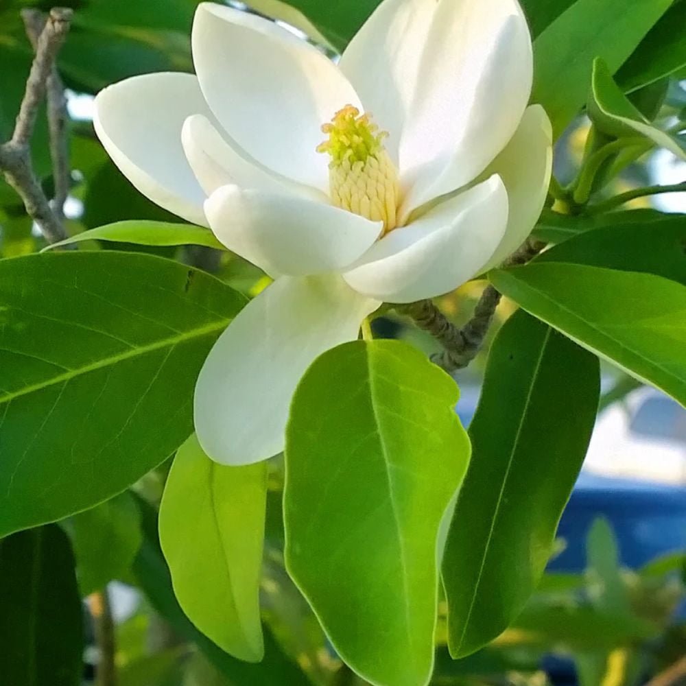 Expert Gardener 1.5- 2 ft tall Sweetbay Magnolia Live Tree in 3-Gallon Grower Pot