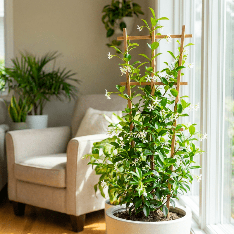Jasmine Plant Live, Green Star Jasmine Plant, 8 - 10 Inc Tall, Fragrant Flowers, Fast Growing Vine for Trellis, Outdoor Garden or Patio