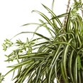 thumbnail image 2 of Nearly Natural 6846 Panier Suspendu Plante Araignée, 2 of 3