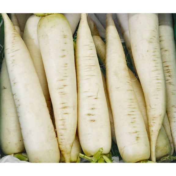 White Icicle Radish Seeds/ Annual/ Full Sun/50 Seeds 1/2 Gram/ Zellajake Farm and Garden - B236