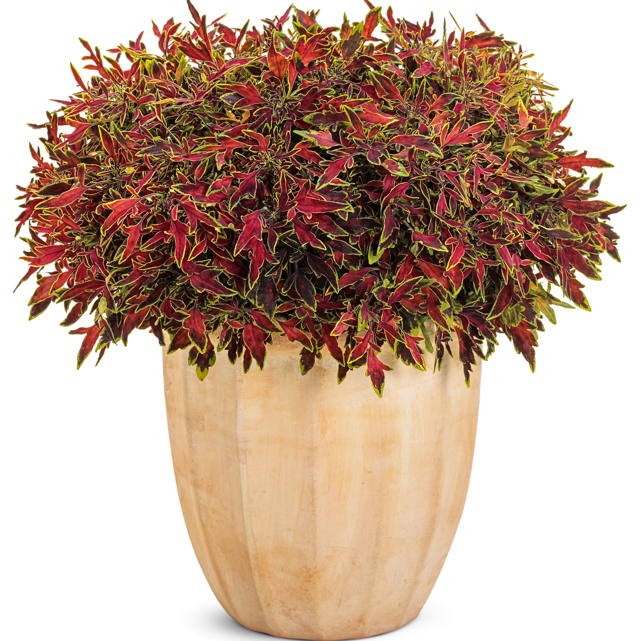 Proven Winners 4" Orange ColorBlaze Mini Me Watermelon Coleus Live Plant in 4.25" Pot (4 Count)