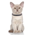 thumbnail image 4 of Breakaway Cat Collars with Bell,Adjustable Safe Kitten Collar,Cat Collars for Girl Cats with Rhinestone Soft Velvet, 4 of 7
