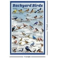 thumbnail image 2 of Backyard Birds Educational Poster - 11.5 x 17.5 inches Laminated, 2 of 6