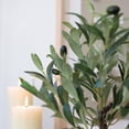 thumbnail image 4 of 25.5" Olive tree in 6" Texture Ceramic Pot, 4 of 5