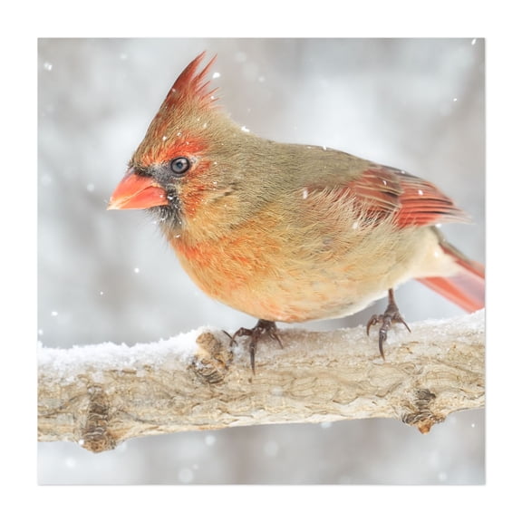 Female Cardinal in a snowstorm - Photography Bird Wildlife Winter Snow Nature Animal Woodland Unframed Wall Art Print 6 x 6 inches