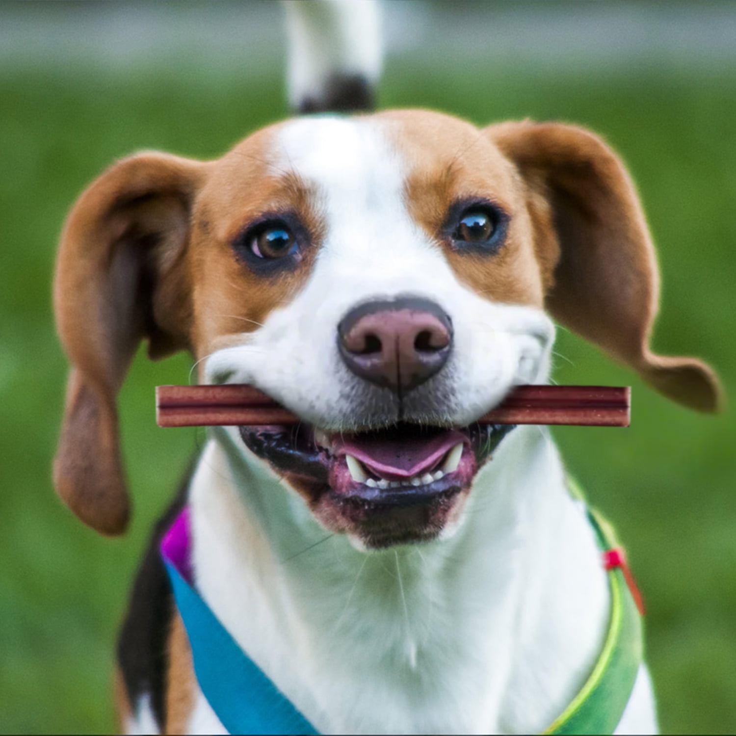 PETPURO Bully Sticks for Dogs, 6 in, 10 Count, Long-Lasting Natural Beef Chews, Low Odor