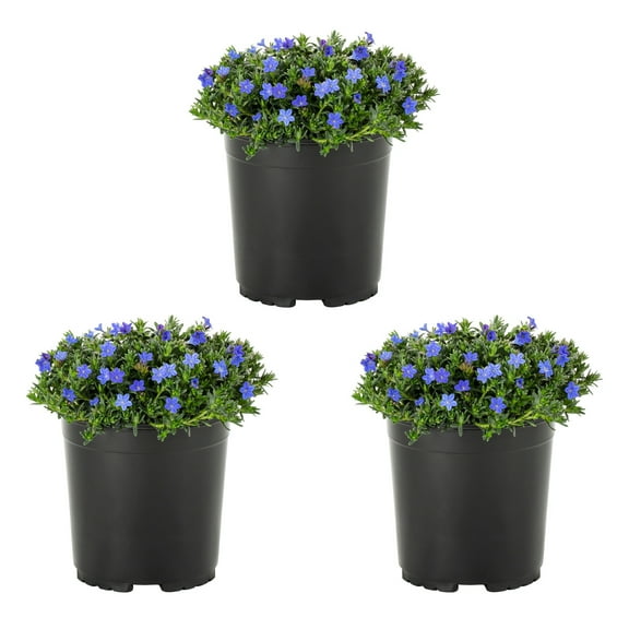 Expert Gardener 2.5QT Blue Lithodora Live Perennial Plant Sun 3-Pack