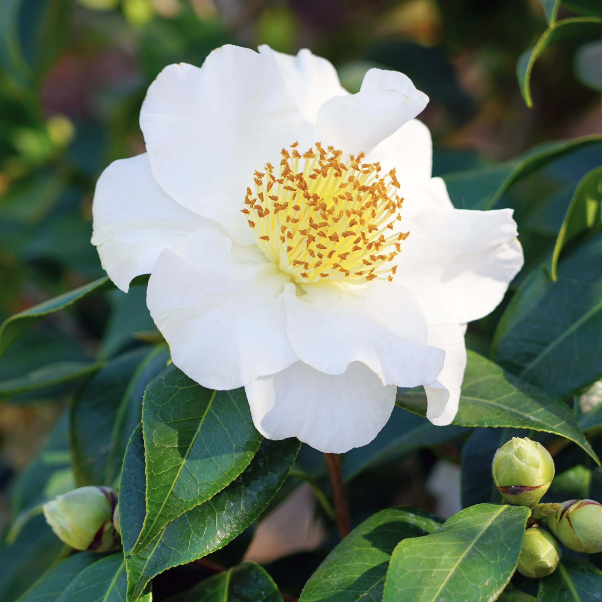 National Plant Network 3 gal. Camellia Sasanqua Northern Exposure Shrub