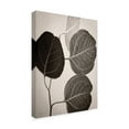 thumbnail image 2 of Trademark Fine Art 'Eucalyptus Sepia' Canvas Art by Debra Van Swearingen, 2 of 4