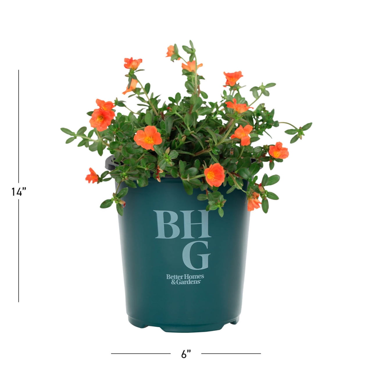 Better Homes & Gardens Orange Portulaca Purslane Live Annual Plant, Full Sun, 5-Pack